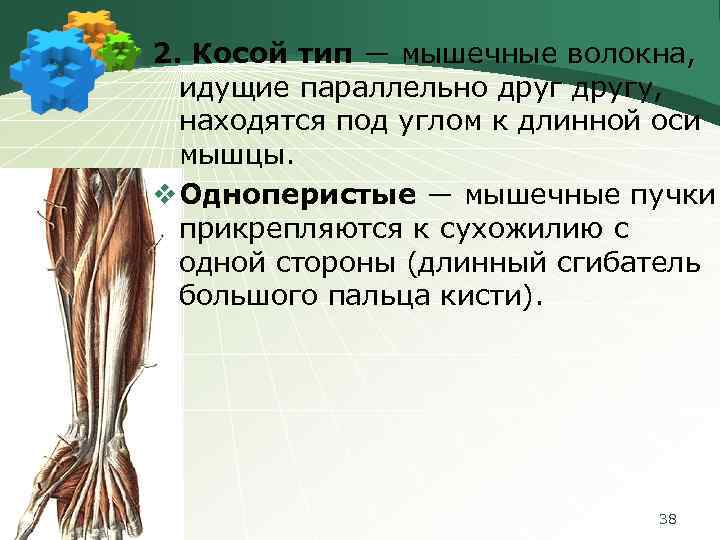 2. Косой тип ― мышечные волокна, идущие параллельно другу, находятся под углом к длинной