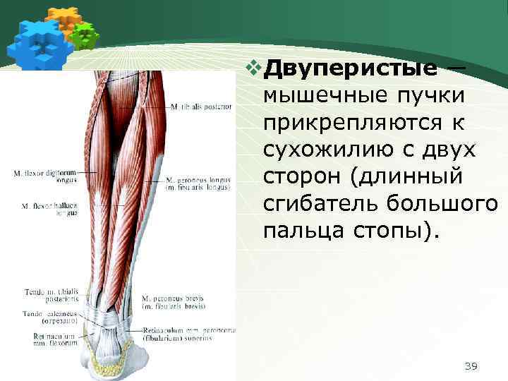 v. Двуперистые ― мышечные пучки прикрепляются к сухожилию с двух сторон (длинный сгибатель большого