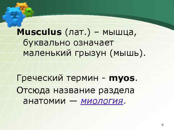 Musculus (лат. ) – мышца, буквально означает маленький грызун (мышь). Греческий термин - myos.