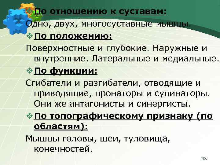 v По отношению к суставам: Одно, двух, многосуставные мышцы. v По положению: Поверхностные и