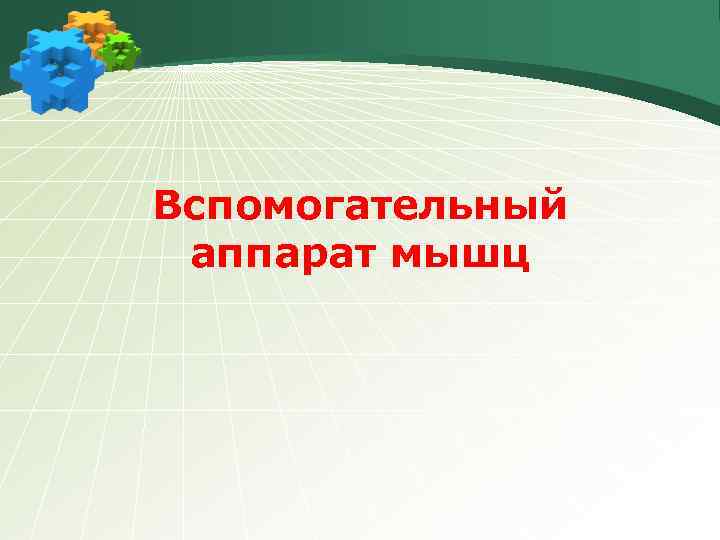 Вспомогательный аппарат мышц 