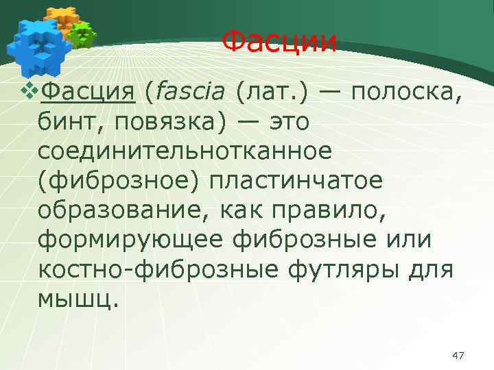 Фасции v. Фасция (fascia (лат. ) — полоска, бинт, повязка) — это соединительнотканное (фиброзное)