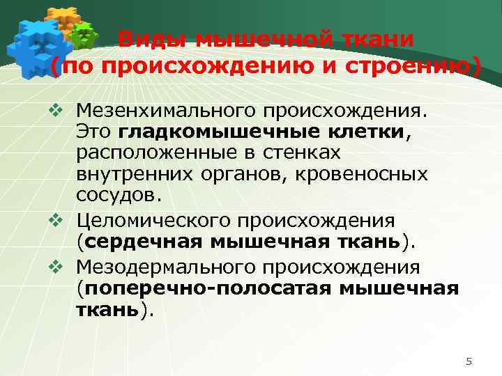 Виды мышечной ткани (по происхождению и строению) v Мезенхимального происхождения. Это гладкомышечные клетки, расположенные