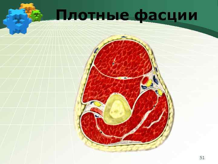 Плотные фасции 51 