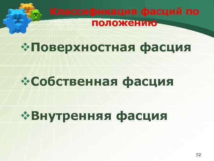 Классификация фасций по положению v. Поверхностная фасция v. Собственная фасция v. Внутренняя фасция 52