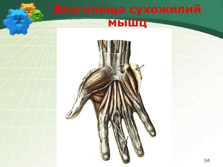 Влагалища сухожилий мышц 54 