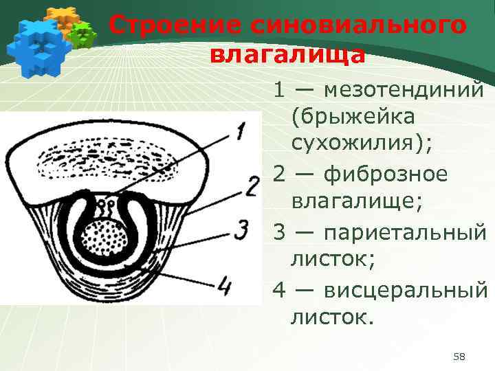 Строение синовиального влагалища 1 ― мезотендиний (брыжейка сухожилия); 2 ― фиброзное влагалище; 3 ―