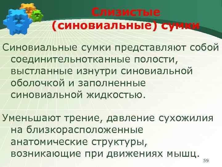 Слизистые (синовиальные) сумки Синовиальные сумки представляют собой соединительнотканные полости, выстланные изнутри синовиальной оболочкой и