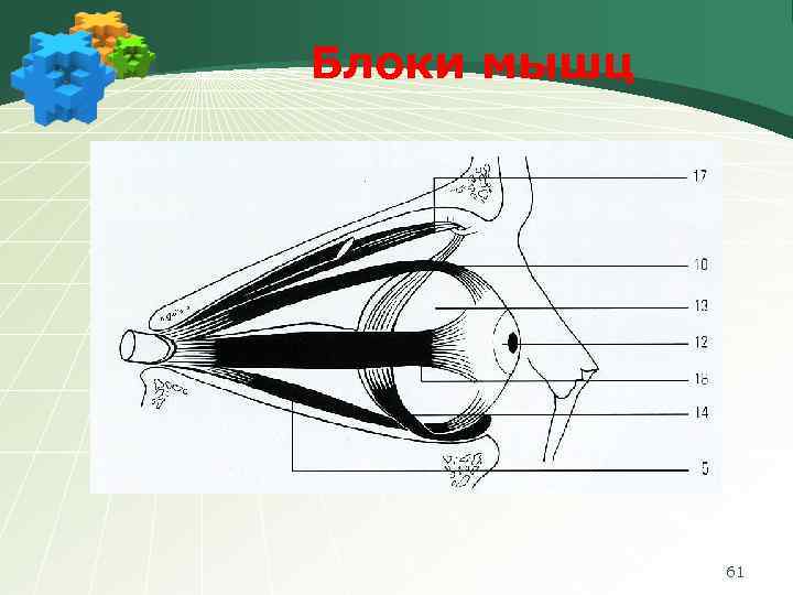 Блоки мышц 61 