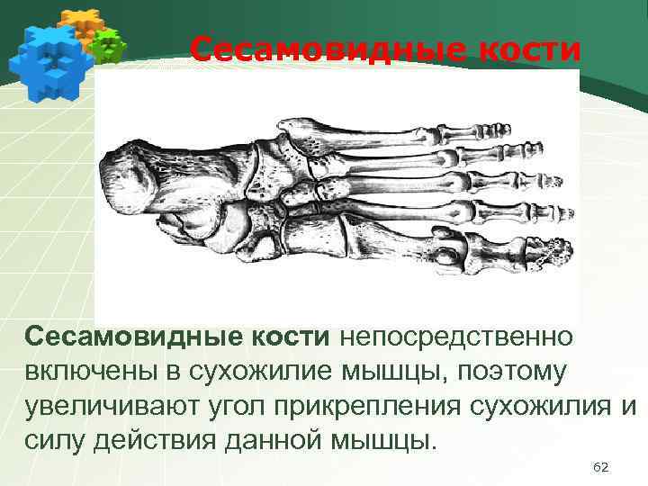 Сесамовидные кости непосредственно включены в сухожилие мышцы, поэтому увеличивают угол прикрепления сухожилия и силу