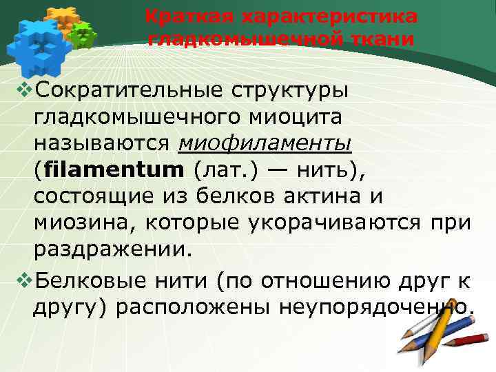 Краткая характеристика гладкомышечной ткани v. Сократительные структуры гладкомышечного миоцита называются миофиламенты (filamentum (лат. )