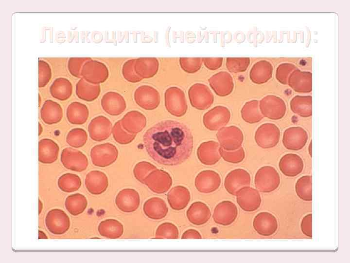 Лейкоциты (нейтрофилл): 