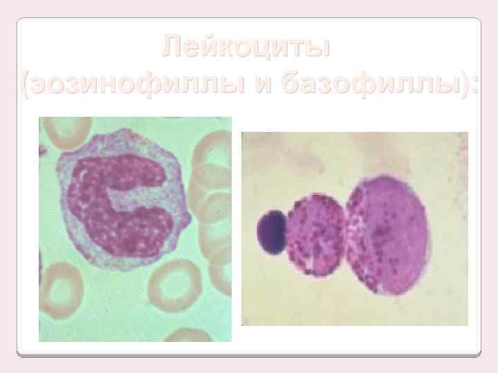 Лейкоциты (эозинофиллы и базофиллы): 