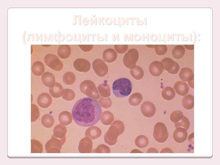 Лейкоциты (лимфоциты и моноциты): 