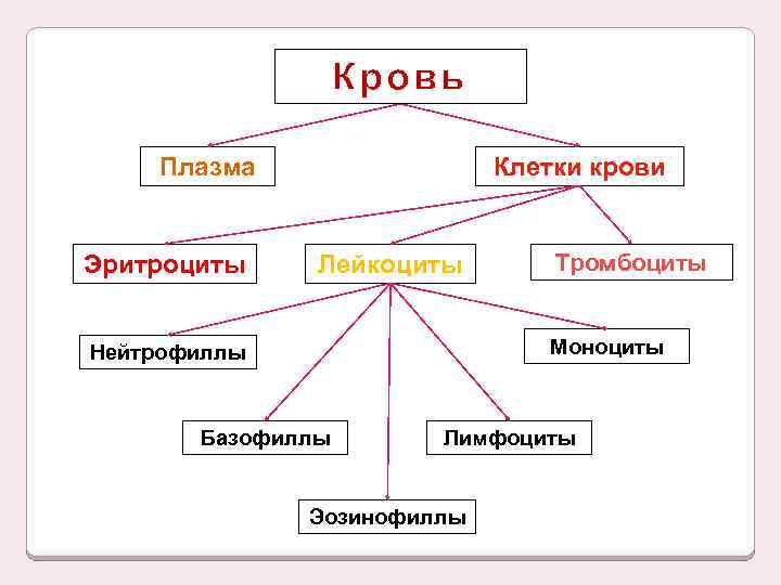 Кровь Плазма Эритроциты Клетки крови Лейкоциты Тромбоциты Моноциты Нейтрофиллы Базофиллы Лимфоциты Эозинофиллы 