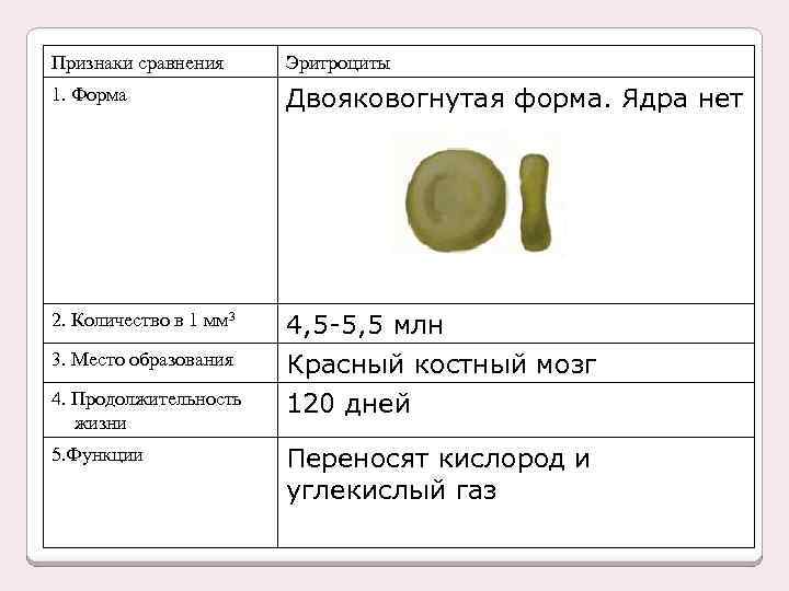 Признаки сравнения Эритроциты 1. Форма Двояковогнутая форма. Ядра нет 2. Количество в 1 мм