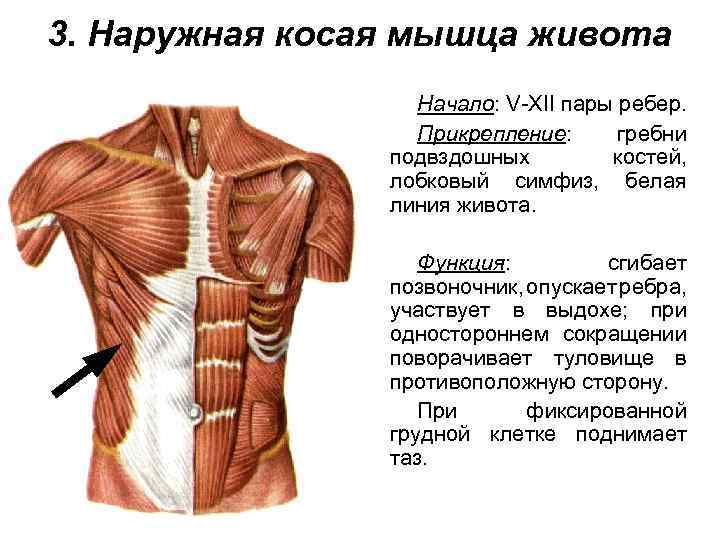 Мышцы спины и ребра. Наружные мышцы живота анатомия. Поперечная мышца живота живота прикрепление. Сухожилие наружной косой мышцы живота функция. Пирамидальная мышца живота функции.