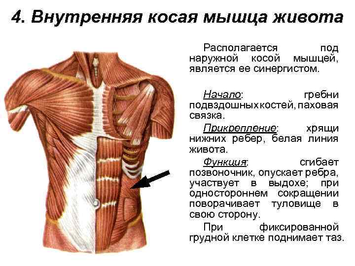 Как и где расположены косые мышцы живота