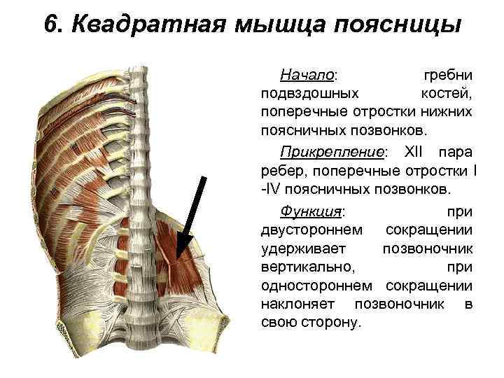 6. Квадратная мышца поясницы Начало: гребни подвздошных костей, поперечные отростки нижних поясничных позвонков. Прикрепление: