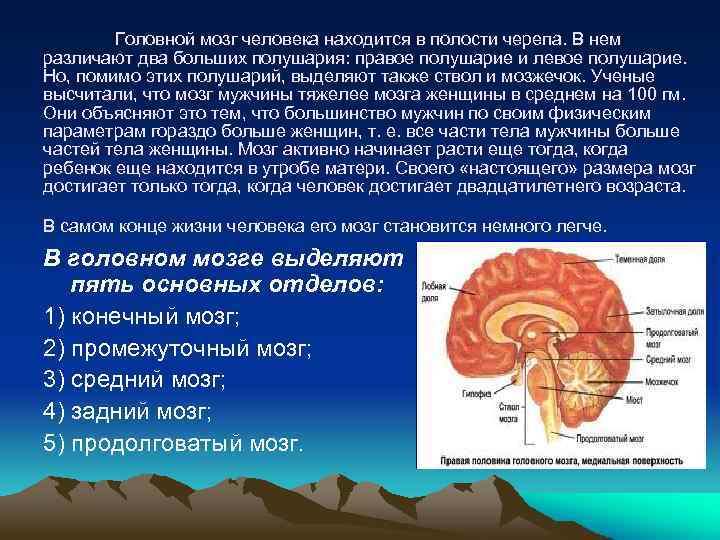 Головной мозг человека находится в полости черепа. В нем различают два больших полушария: правое