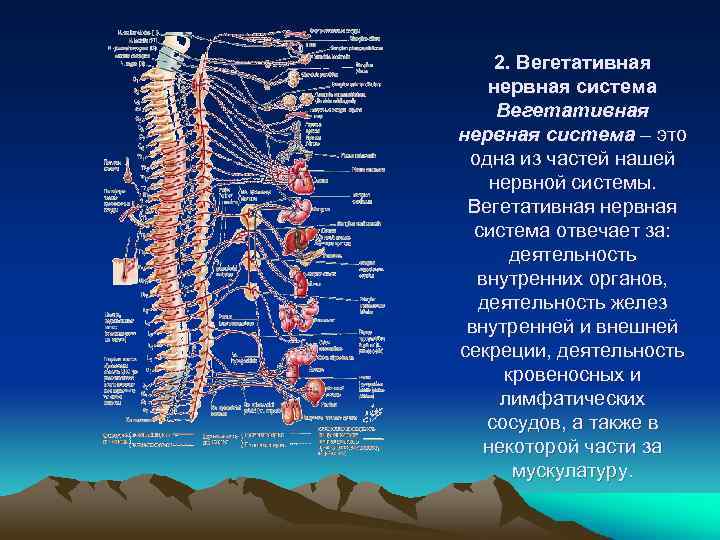 2. Вегетативная нервная система – это одна из частей нашей нервной системы. Вегетативная нервная