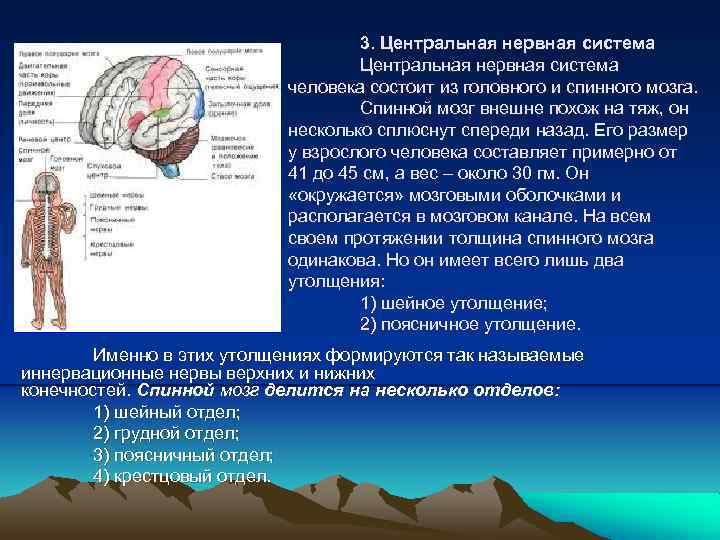 3. Центральная нервная система человека состоит из головного и спинного мозга. Спинной мозг внешне