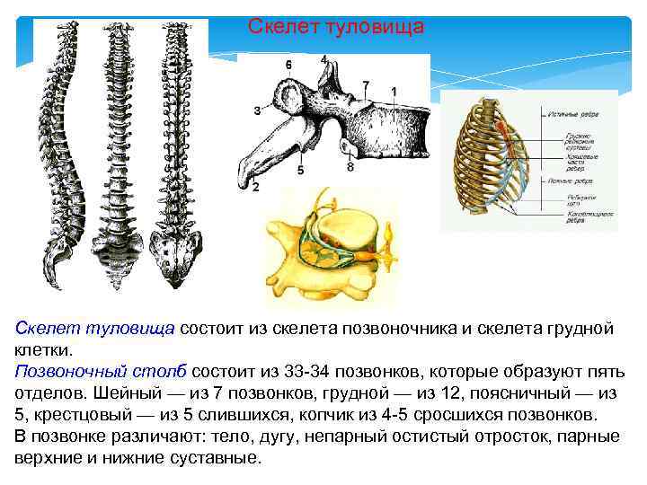 Скелет туловища образован