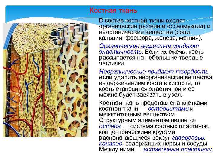 Костная ткань какая. Состав межклеточного вещества костной ткани. Строение межклеточного вещества костной ткани. Органические вещества костной ткани. Неорганические вещества костной ткани.