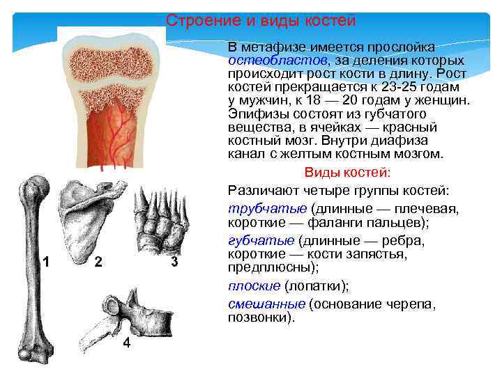 Основные функции кости. Опорно двигательная система соединения костей. Строение и виды костей. Строение и рост костей. Виды костей строение кости.