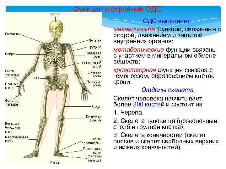 Функции скелета человека механическая. Строение ОДС человека. Функции ОДС. Кроветворная функция скелета. Механические функции скелета.