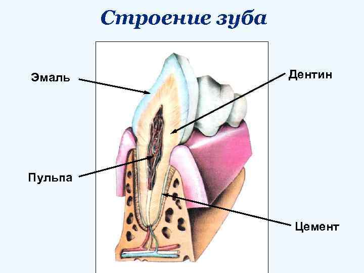 Строение зуба Эмаль Дентин Пульпа Цемент 