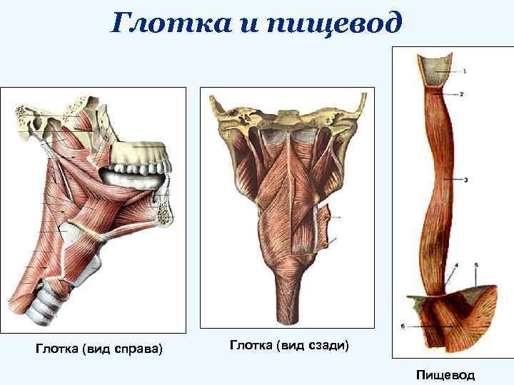 Глотка и пищевод Глотка (вид справа) Глотка (вид сзади) Пищевод 
