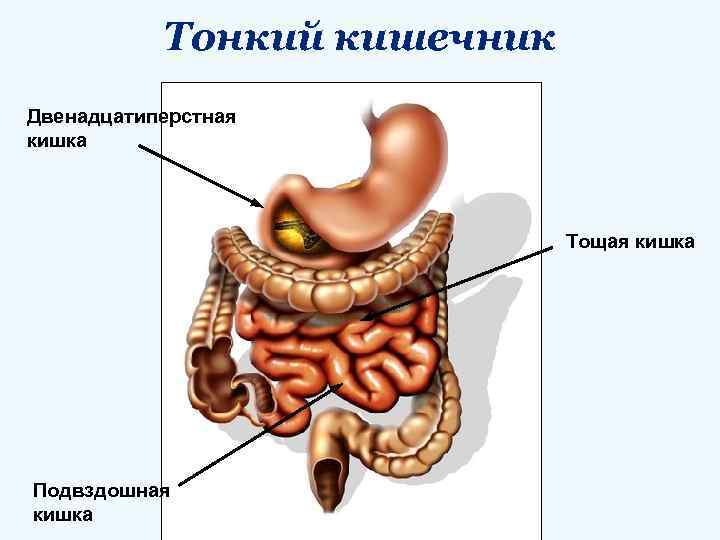 Тонкий кишечник Двенадцатиперстная кишка Тощая кишка Подвздошная кишка 