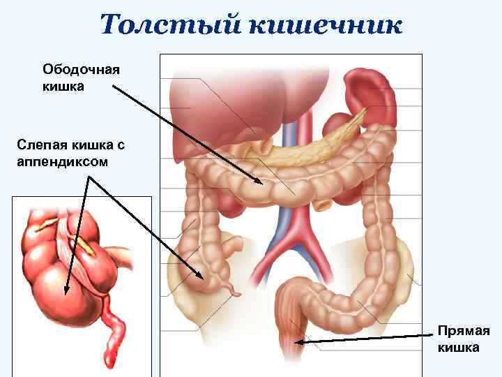 Толстый кишечник Ободочная кишка Слепая кишка с аппендиксом Прямая кишка 