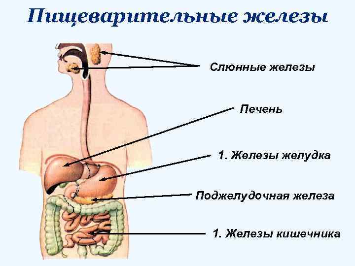 Пищеварительные железы Слюнные железы Печень 1. Железы желудка Поджелудочная железа 1. Железы кишечника 