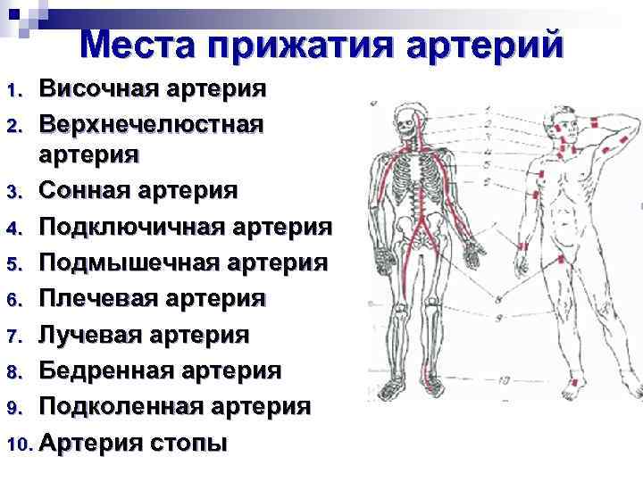 Места пальцевого прижатия артерий