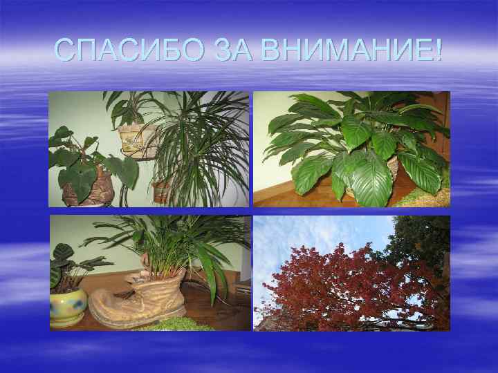CПАСИБО ЗА ВНИМАНИЕ! 