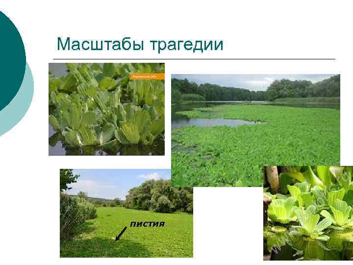 Масштабы трагедии пистия 