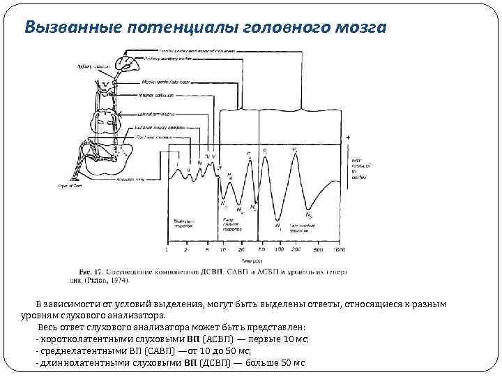 Вызванные потенциалы головного мозга В зависимости от условий выделения, могут быть выделены ответы, относящиеся