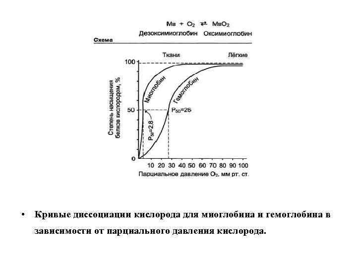  • Кривые диссоциации кислорода для миоглобина и гемоглобина в зависимости от парциального давления