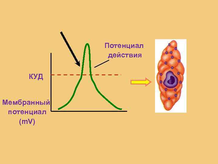  Потенциал действия КУД Мембранный потенциал (m. V) 