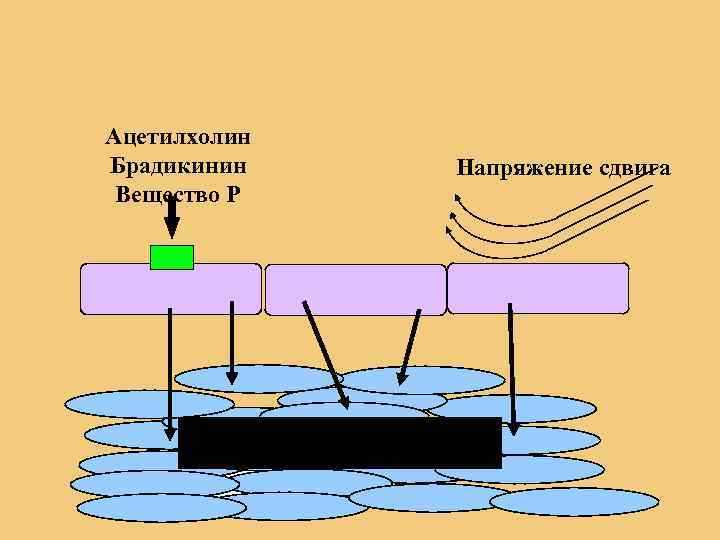 Ацетилхолин Брадикинин Напряжение сдвига Вещество Р 