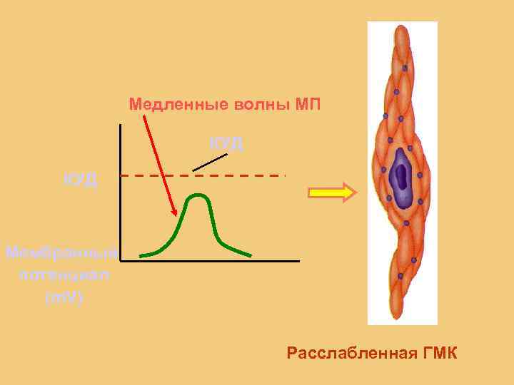  Медленные волны МП КУД Мембранный потенциал (m. V) Расслабленная ГМК 