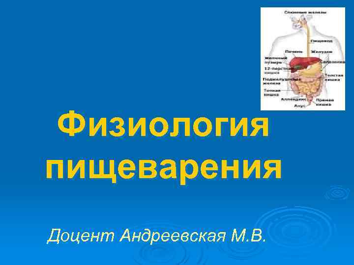 Физиология пищеварения Доцент Андреевская М. В. 