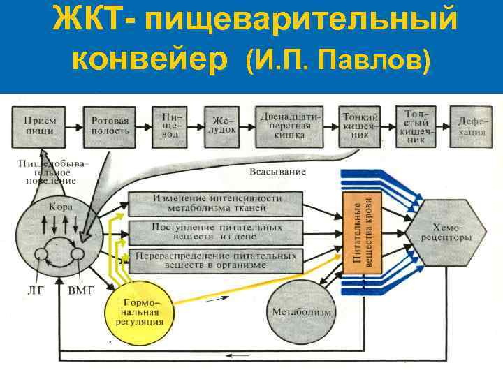 ЖКТ- пищеварительный конвейер (И. П. Павлов) 