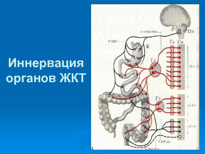 Иннервация органов ЖКТ 