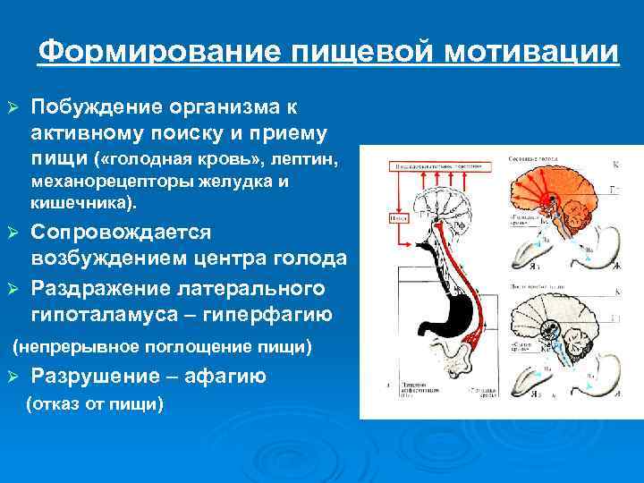 Формирование пищевой мотивации Ø Побуждение организма к активному поиску и приему пищи ( «голодная