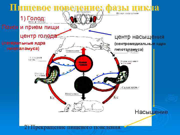 Пищевое поведение: фазы цикла 1) Голод: Поиск и прием пищи центр голода центр насыщения