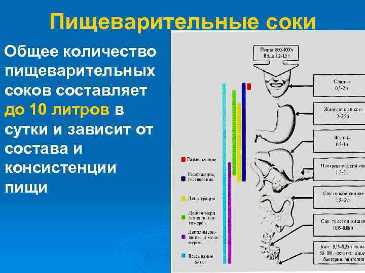 Пищеварительные соки Общее количество пищеварительных соков составляет до 10 литров в сутки и зависит