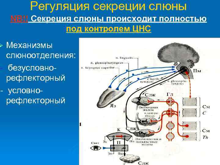 Регуляция секреции слюны NB!! Секреция слюны происходит полностью под контролем ЦНС Механизмы слюноотделения: -